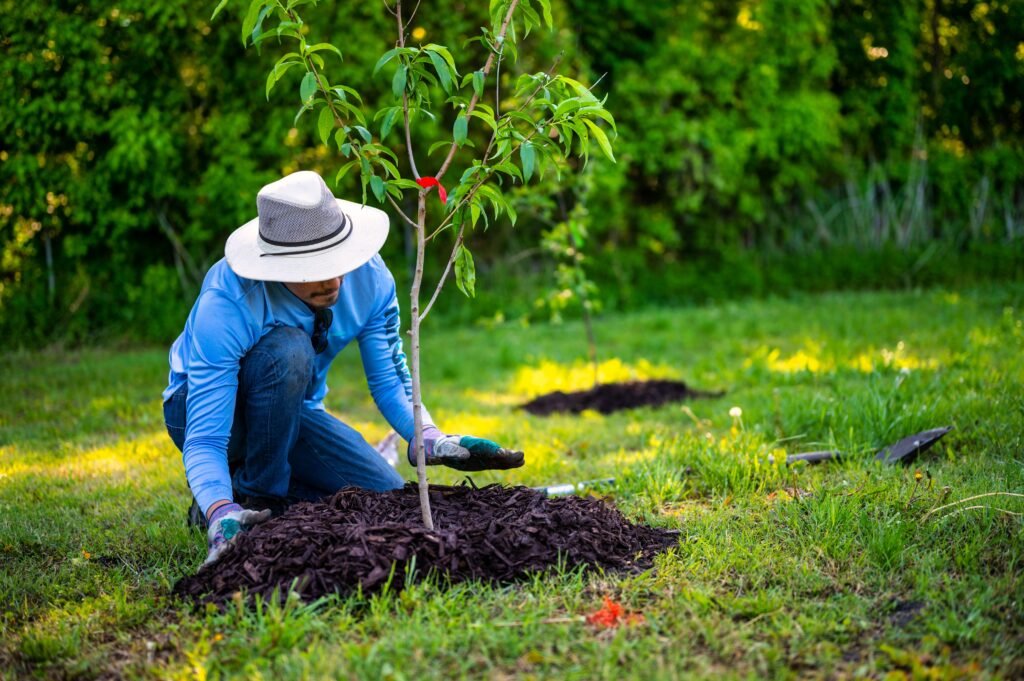 A person in a garden planting a young tree under bright sunlight, showcasing gardening efforts and nature's growth.